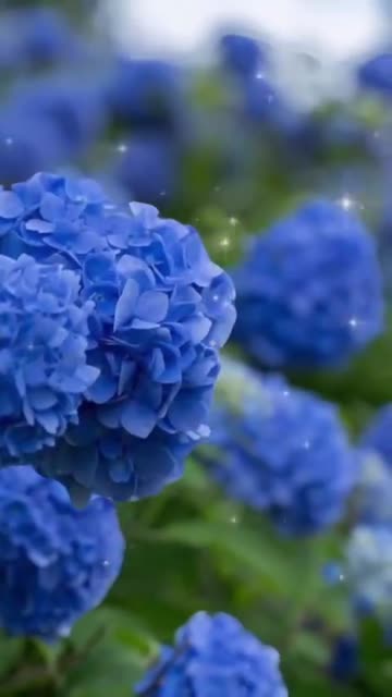 Утренний Ветер Наполняет Теплом