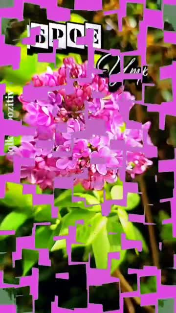 Свет Утра Пробуждает Радость И Любовь